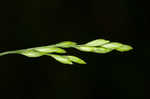 Clustered fescue